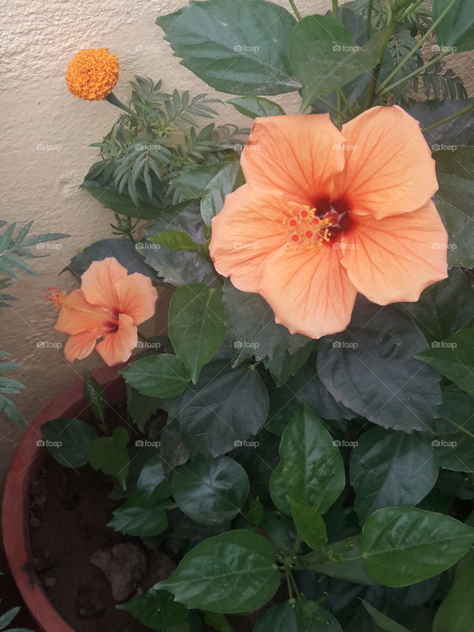 beautiful peach hibiscus flower in our garden