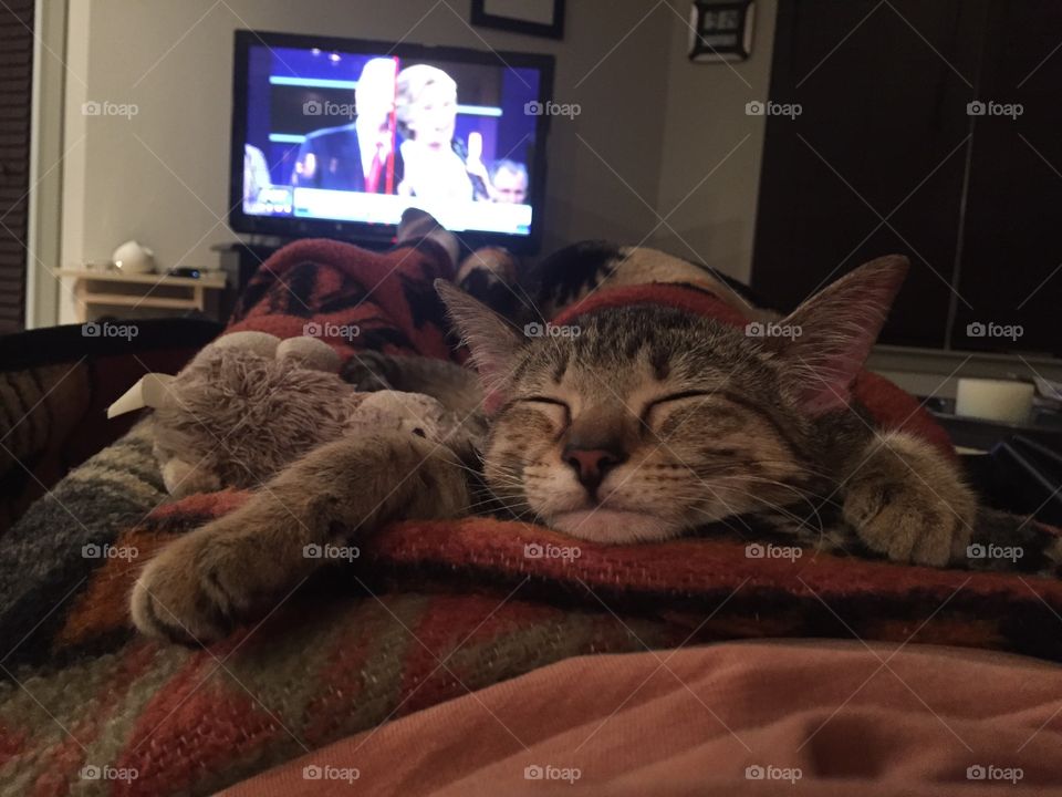 Debates are boring... Meow!