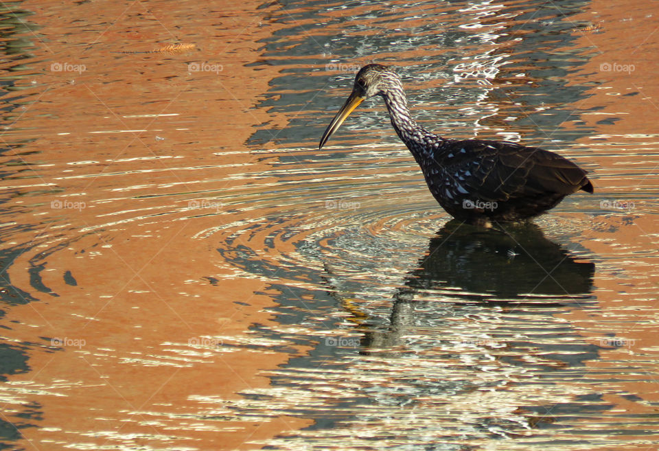 Limpkin
