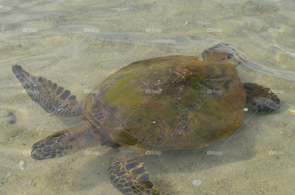 sea turtles swimming in the ocean