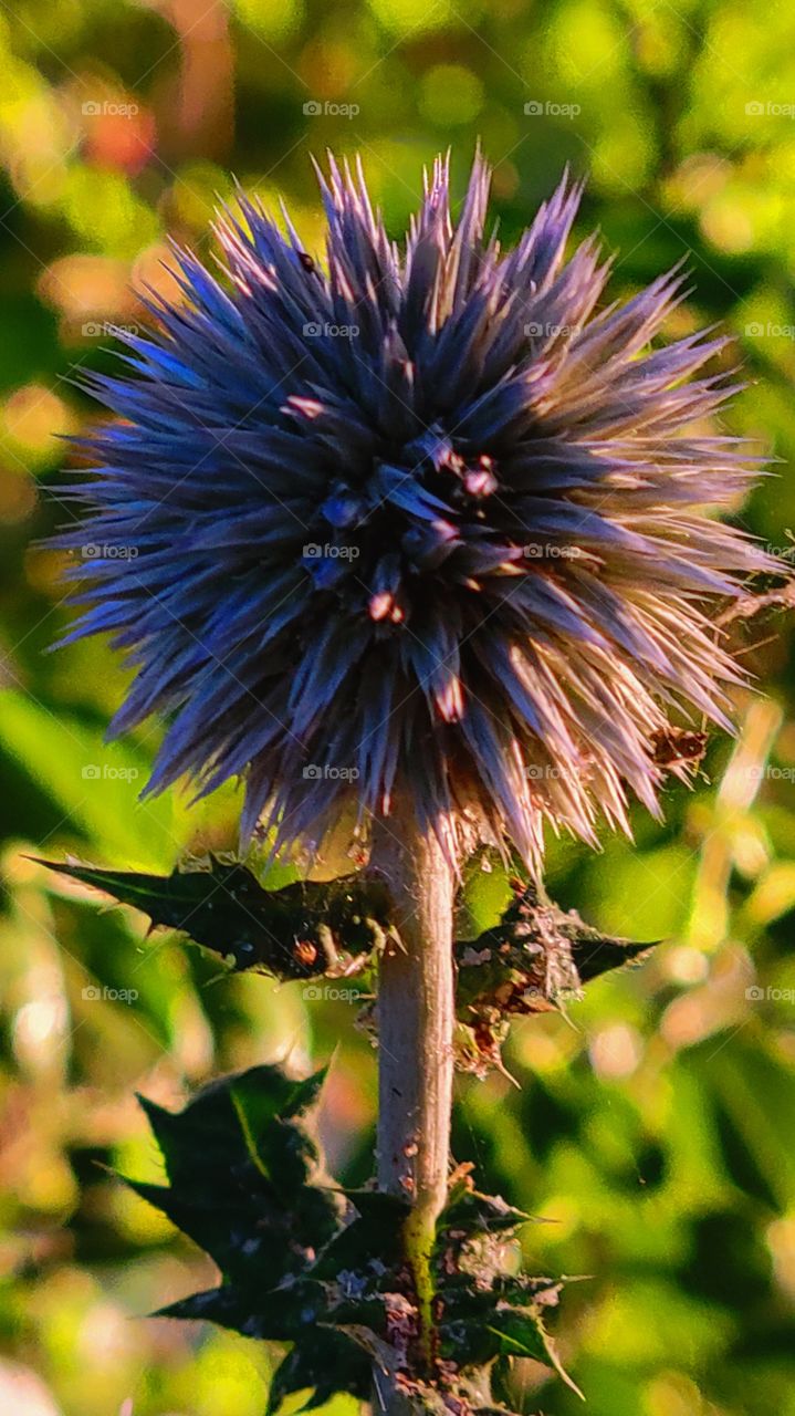 Thistle Flower in the light of the sunset