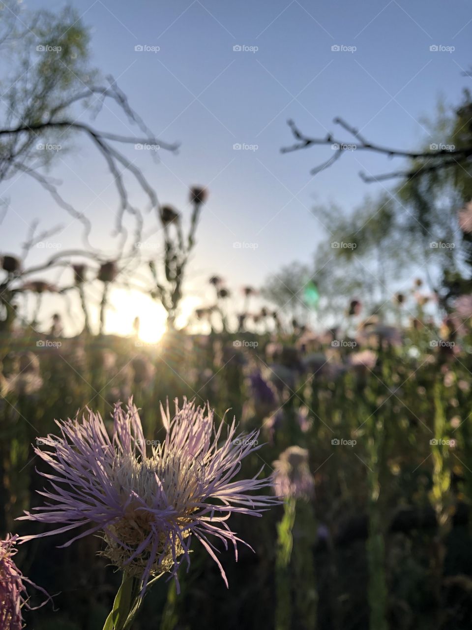 Find beauty in the little things. Purple thistle flower in Palo Duro Canyon State Park:)