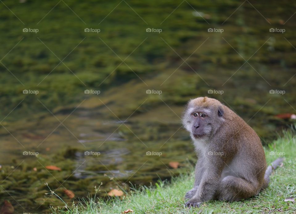 Monkey sitting on grass near the lake