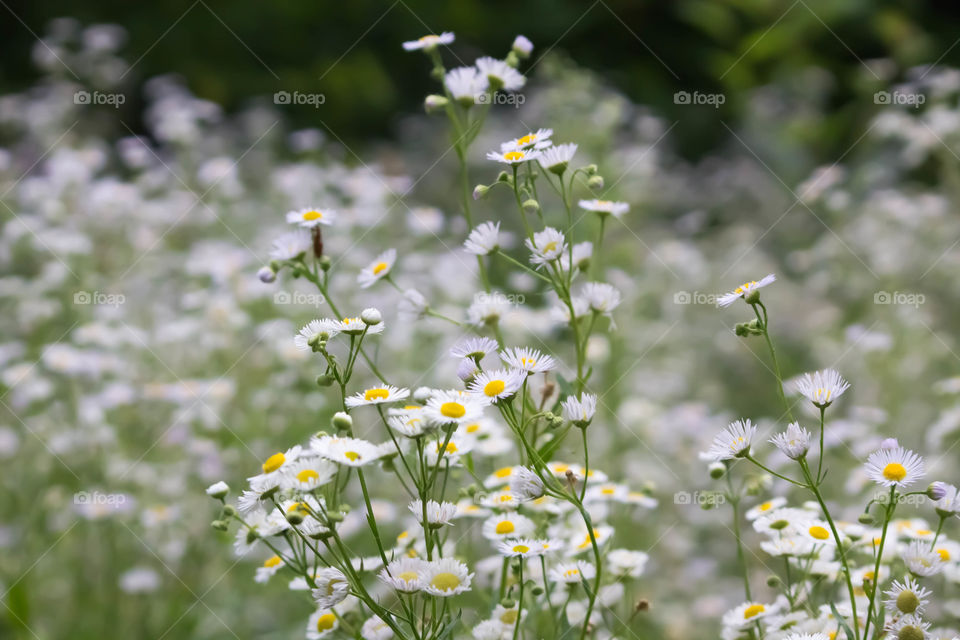 Flower, Nature, Chamomile, Summer, Field