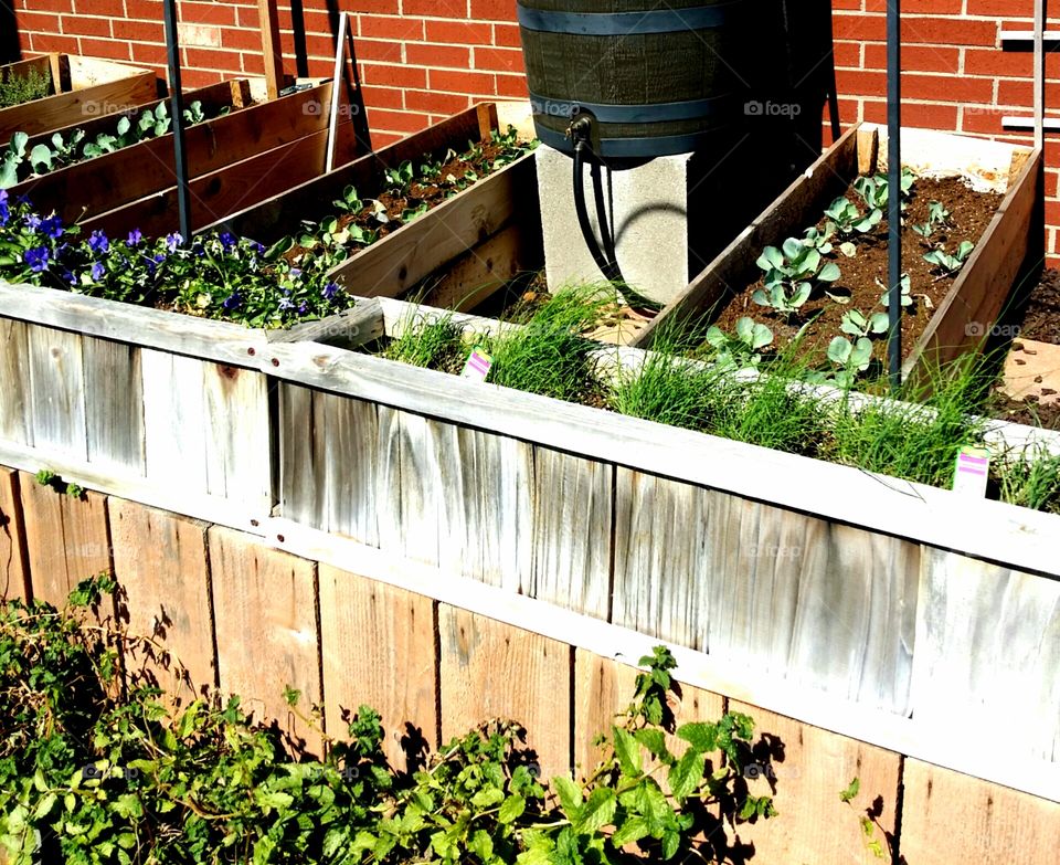 Summer garden with a rain barrel and planter boxes