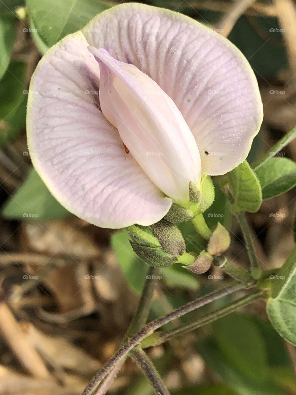 Plants around us, Countryside ( my garden)