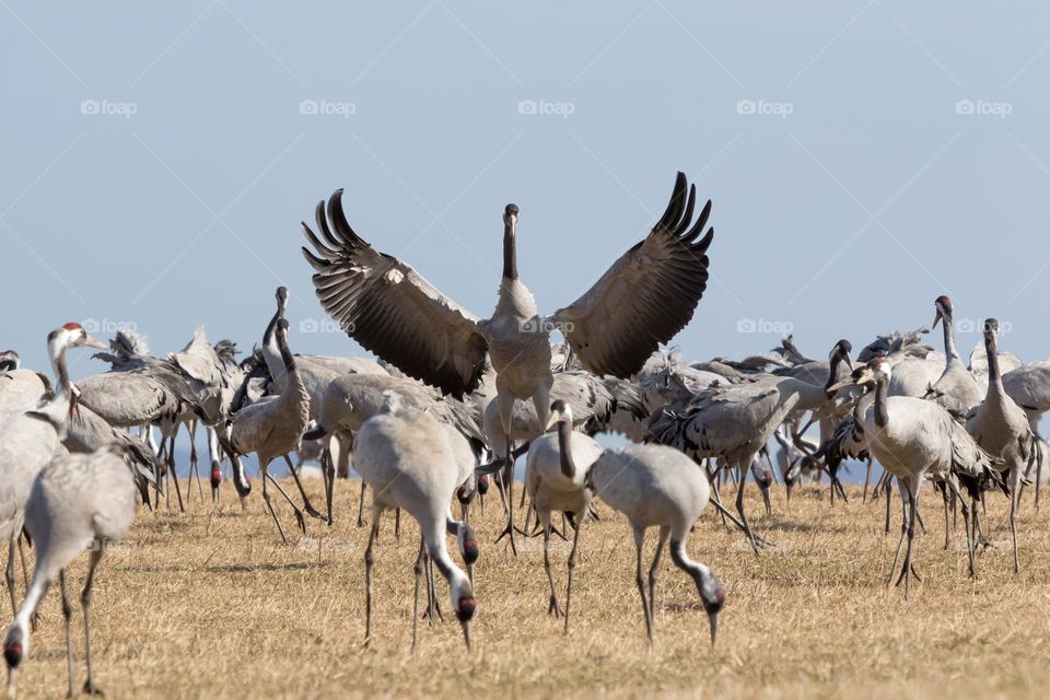 Wild crane bird with flapping wings in a large flock of cranes at lake Hornborga Sweden 