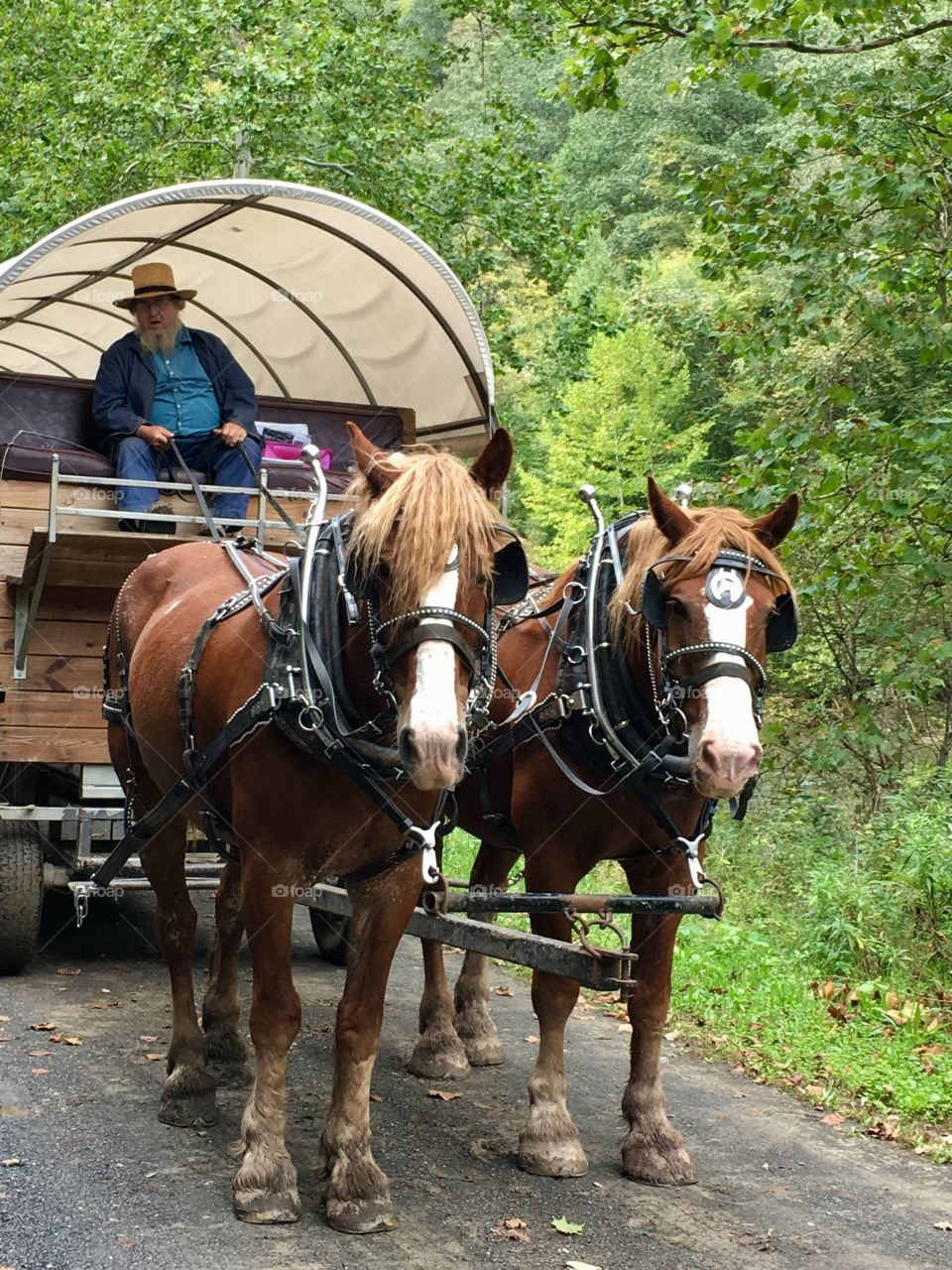Horse drawn covered wagon