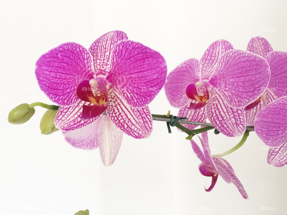 Orchid 