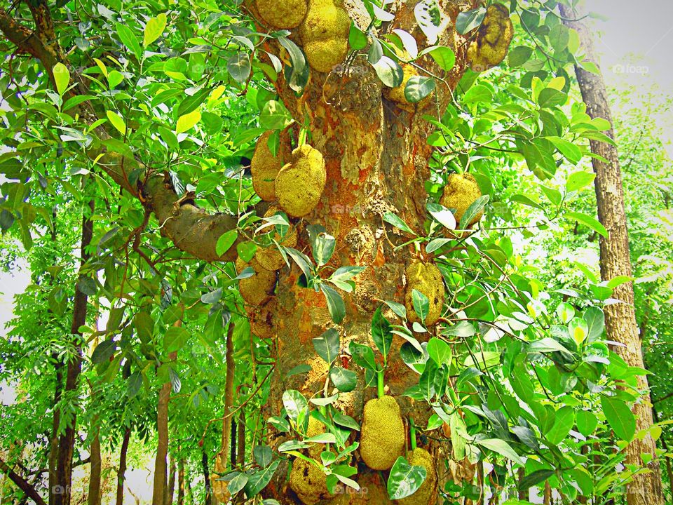 Jackfruits