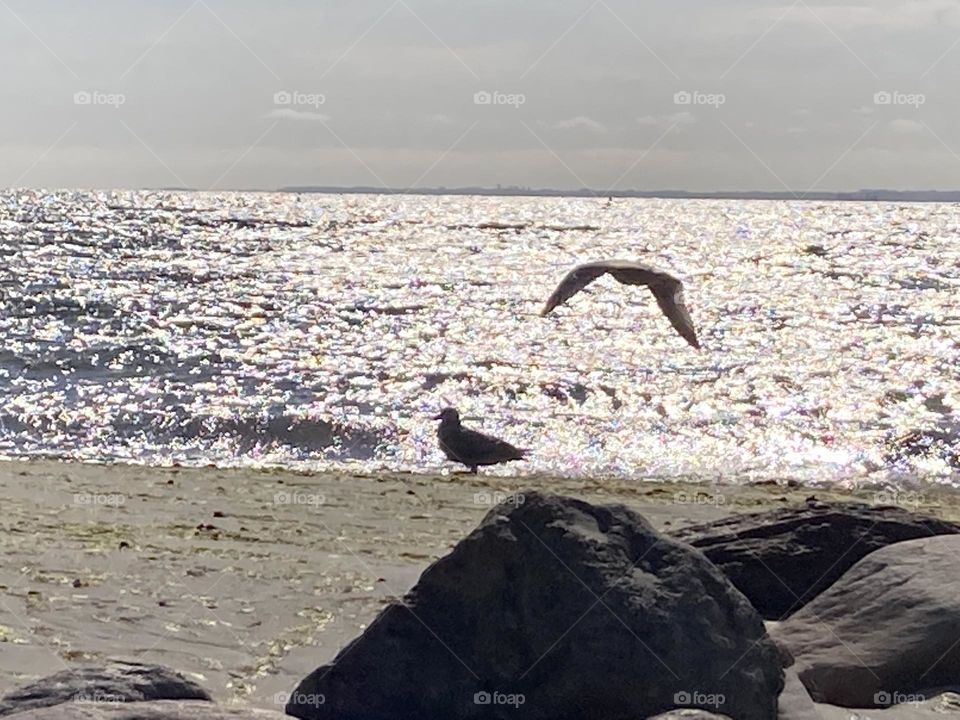 Zwei Möwen, eine fliegt, die andere sitzt auf dem Sand am Ostseestrand, unruhige See