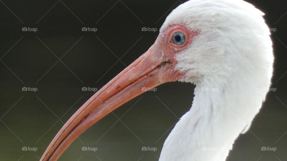 ibis