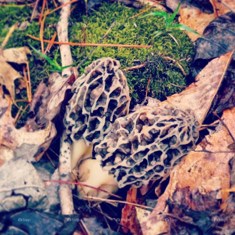 Twin morels in the forest