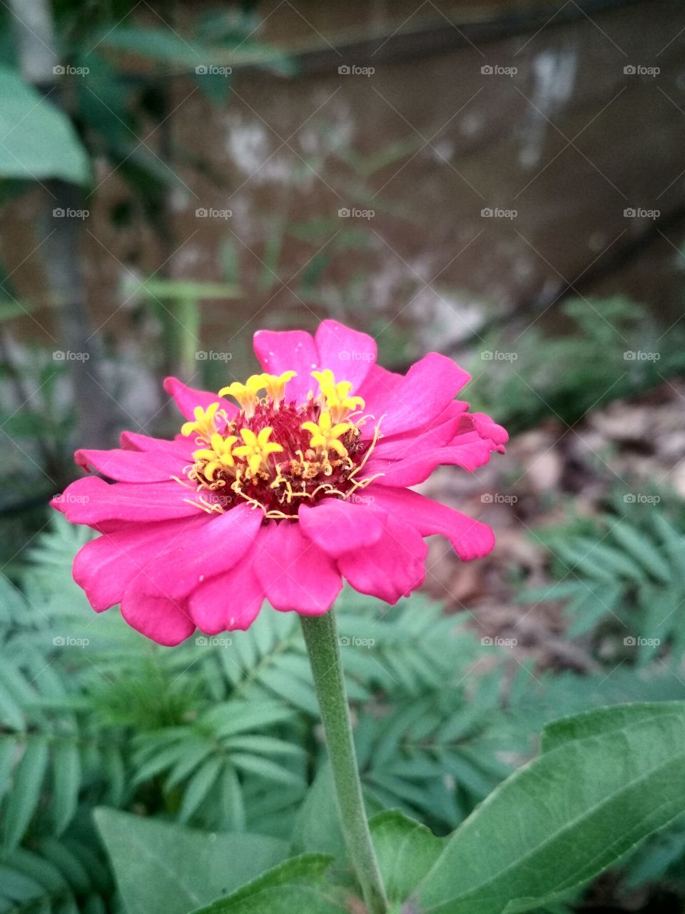 flower