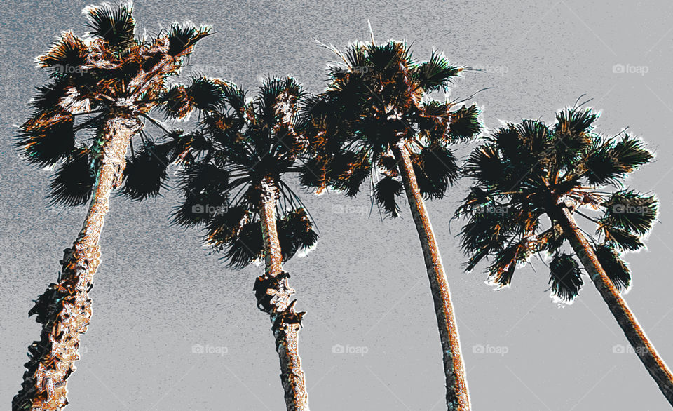 Palm Paradise Collection