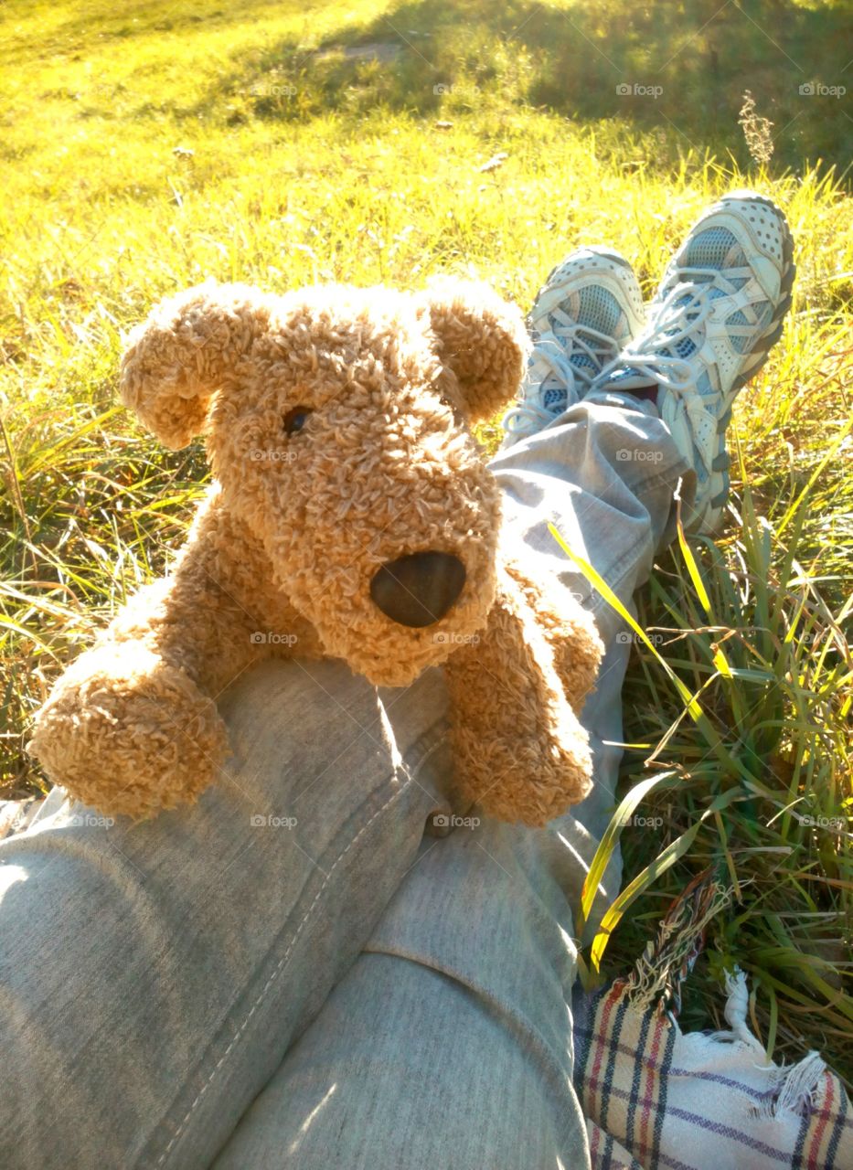 Toy, Teddy, Nature, Grass, No Person