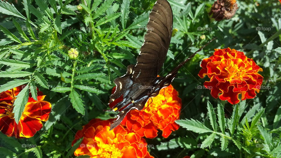 butterfly on Orange flower