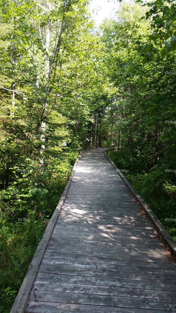 Wooded Walkway . A boardwalk at Pigeon Falls