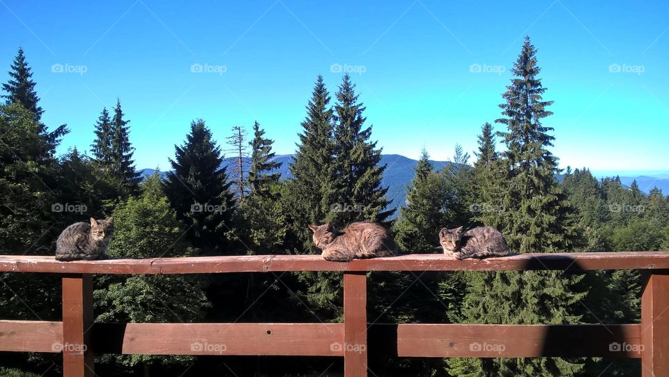Cat on the wooden fence or table in nature