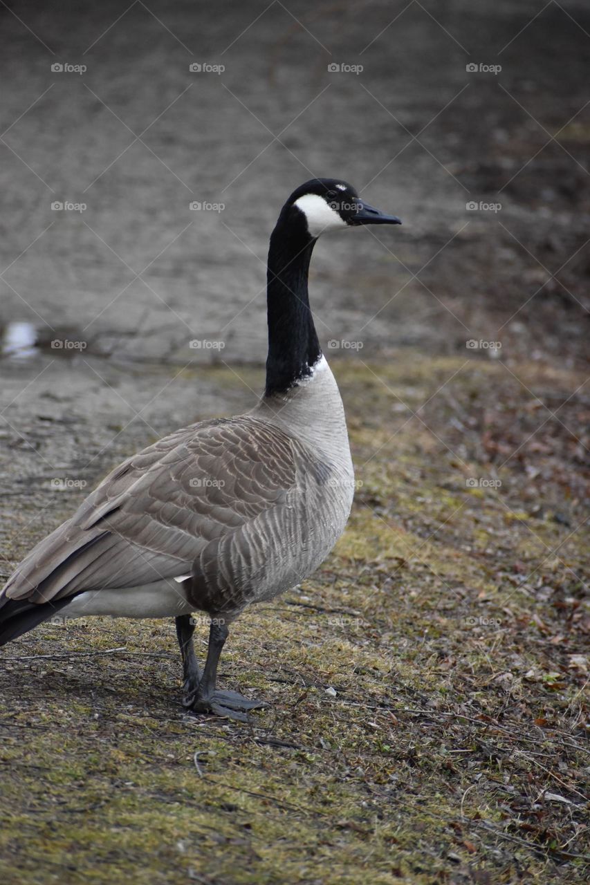 A goose poses for the camera