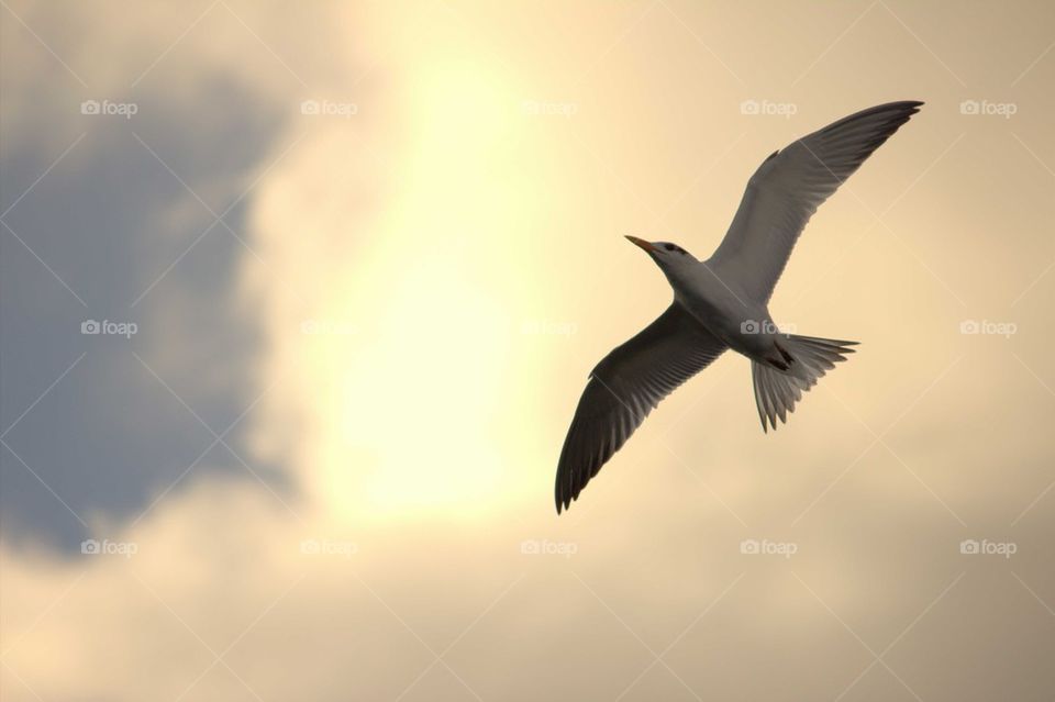 Tern