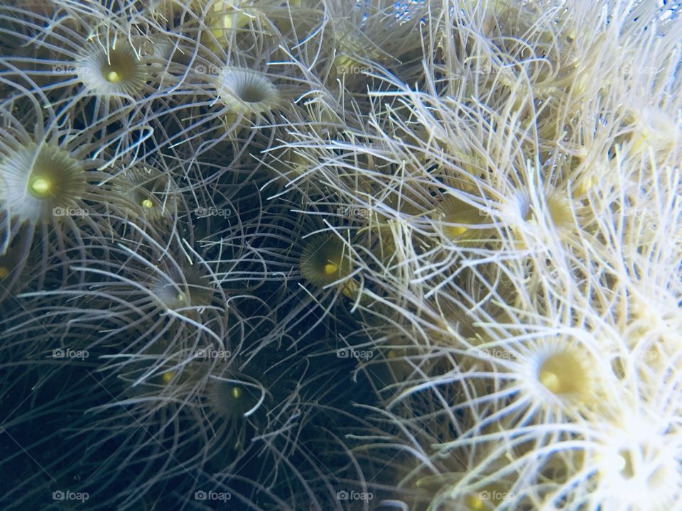 Yellow Salt water sea anemones at SeaWorld Orlando Florida 