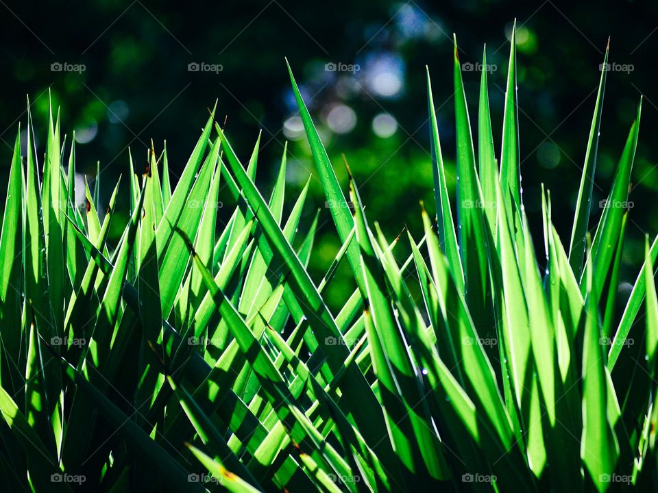 Plants against morning back lights