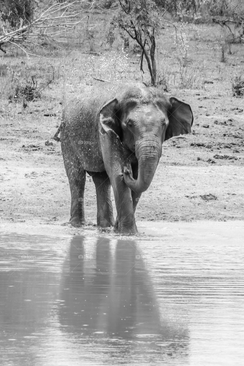 Wild Elephant shower