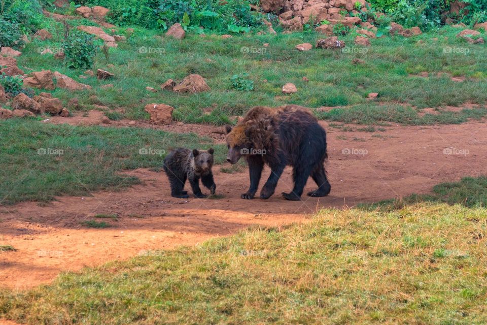 Brown bear (Ursus arctos) mother with her cub standing on a path. Cantabria, Spain.