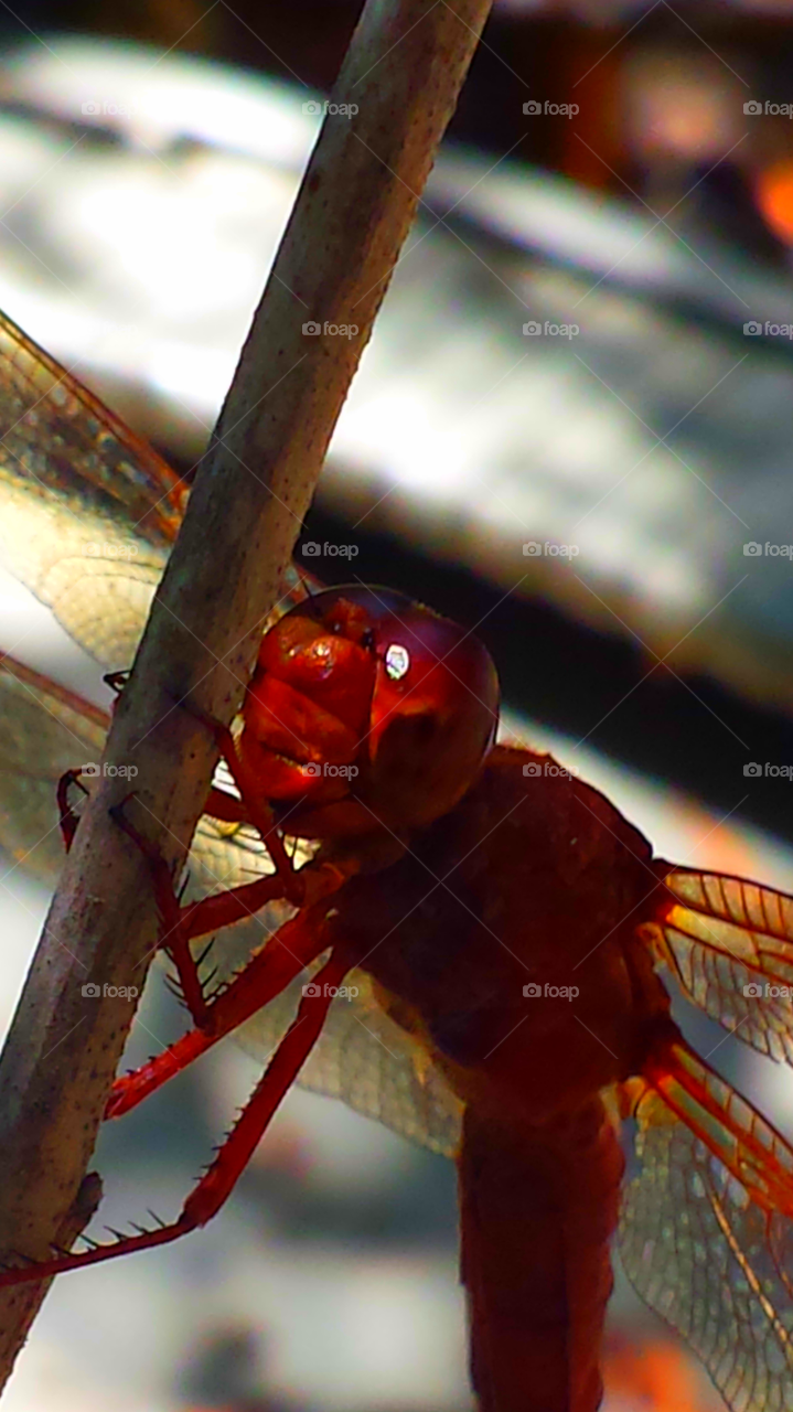 "Dragonfly Jazz Musician