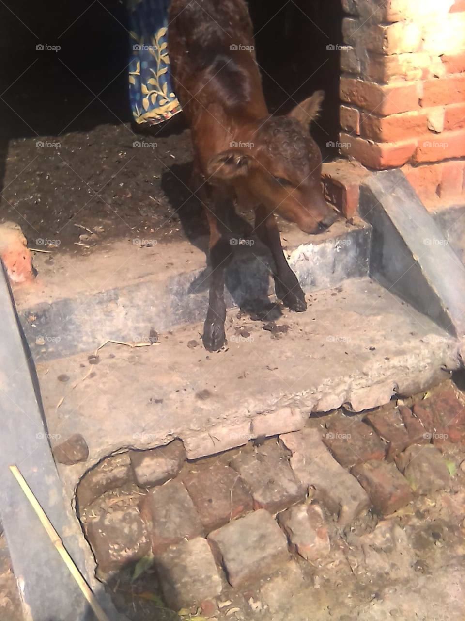 this step is first step for her cow's baby would you like 🤩🤩🤩🤩🤩😄 so support me please
