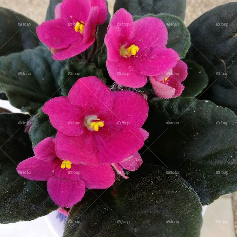 Closeup of African violet with beautiful pink flowers