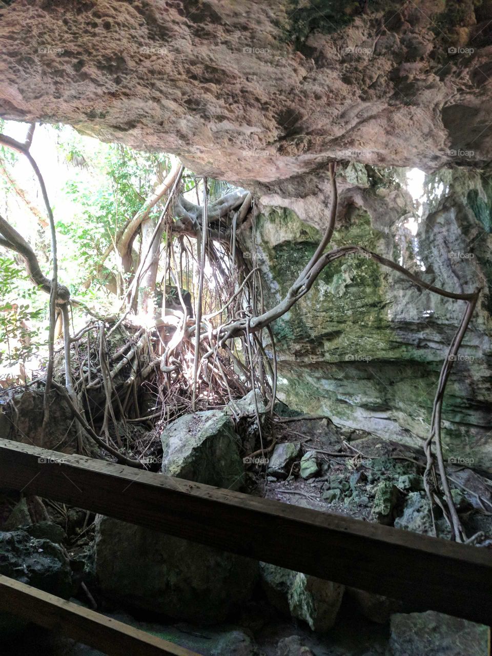 cave tree bahamas