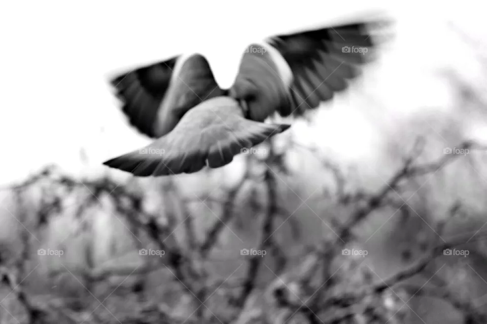 Fly. be free.