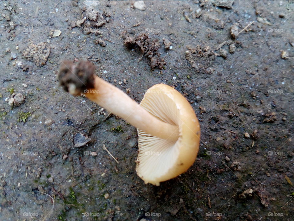 mushroom #2