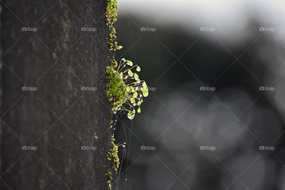 dew drops on funeria plant tip