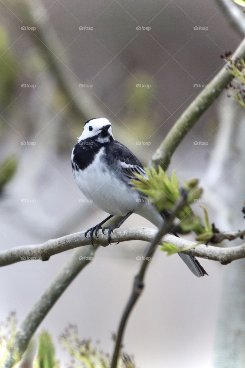 wagtail on the branch
