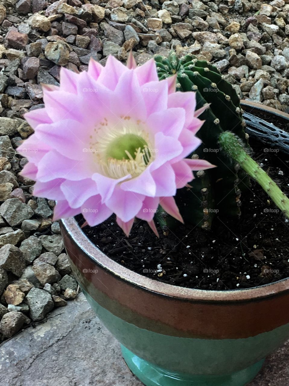 Gorgeous, beautiful, pretty cactus flower blossom in pink and purple with desert rocks in the background, copper and green pot.