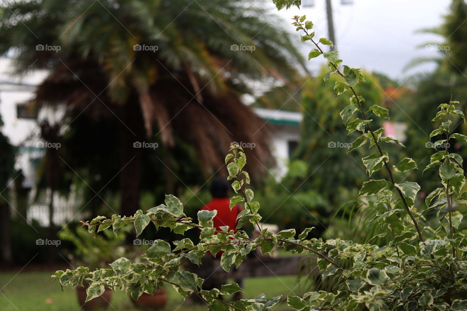 Garden, Green, summer, relaxing