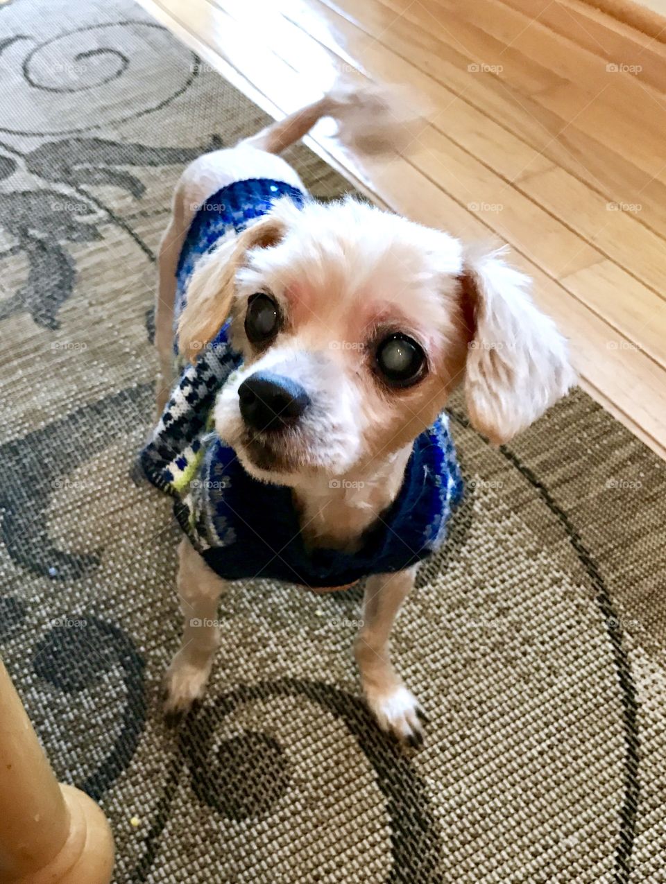 Puppy wearing blue sweater