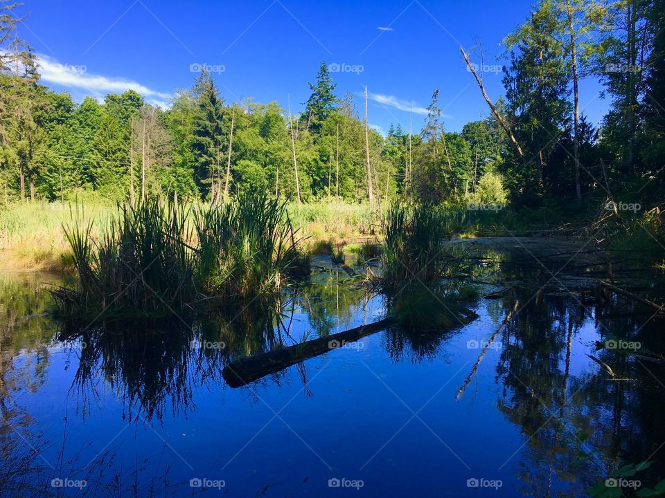 Pond, Port Gamble Forest Trails