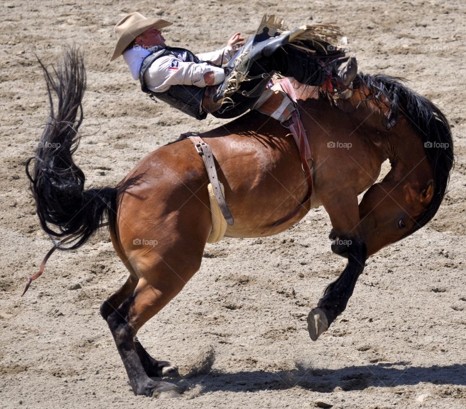 Bronc riding at the rodeo