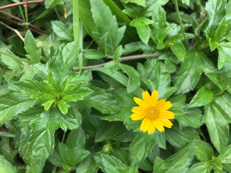 Yellow flower