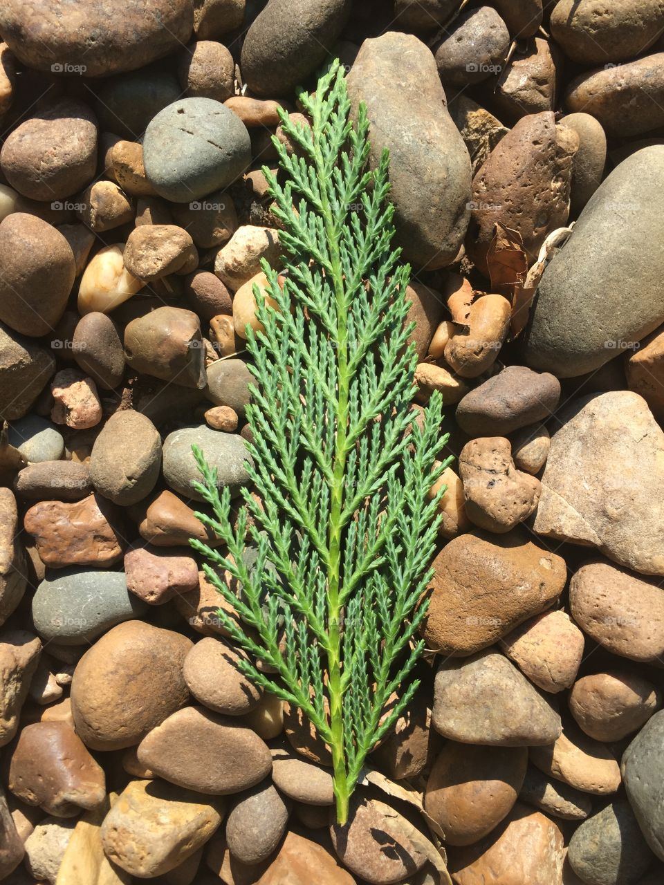 Nature, No Person, Little, Closeup, Stone