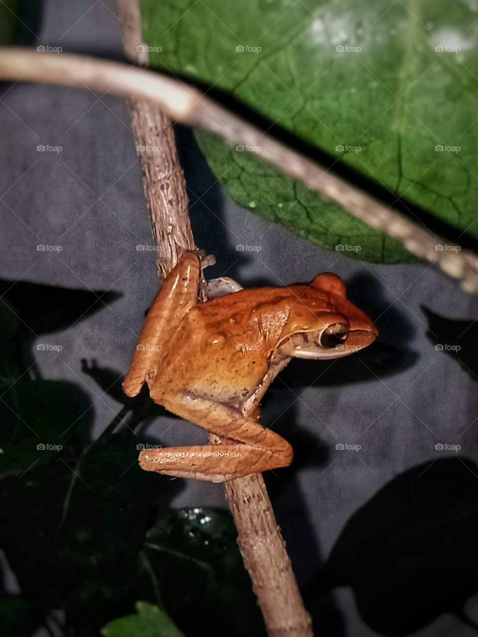 polypedates leucomystax