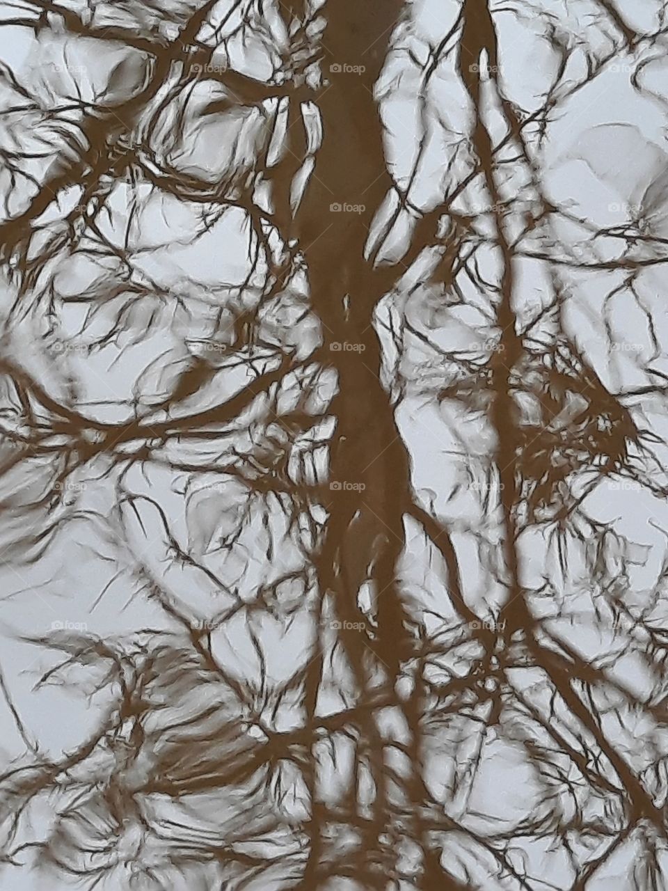 winter garden - reflection of a tree trunk and branches in water