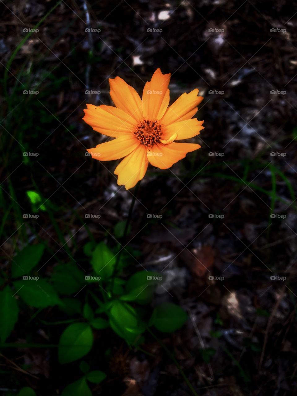 Flower Power in Yellow