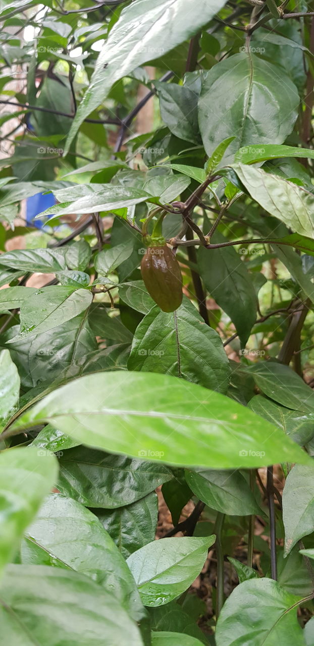 Leaf, Nature, Flora, Food, Garden