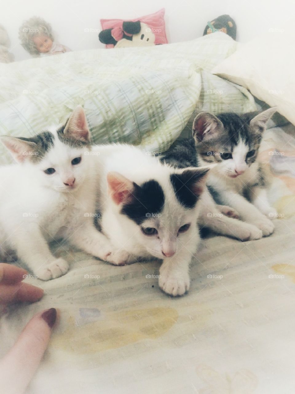 Three tailed friends spending time together