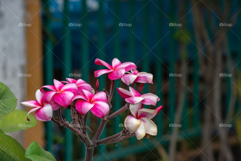 Pink flowers or Plumeria obtusa in garden.